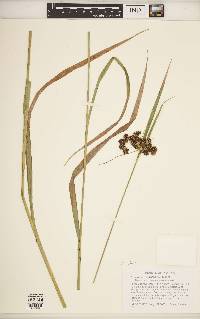 Scirpus hattorianus image