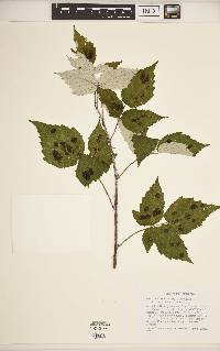 Rubus occidentalis image