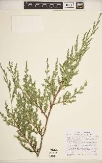 Juniperus virginiana var. virginiana image