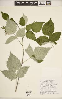 Rubus occidentalis image