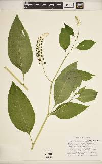 Phytolacca americana var. americana image