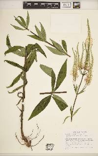 Veronicastrum virginicum image