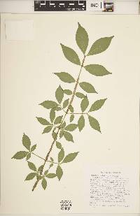 Euonymus alatus image