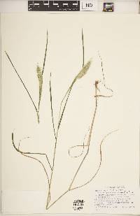 Elymus virginicus var. virginicus image