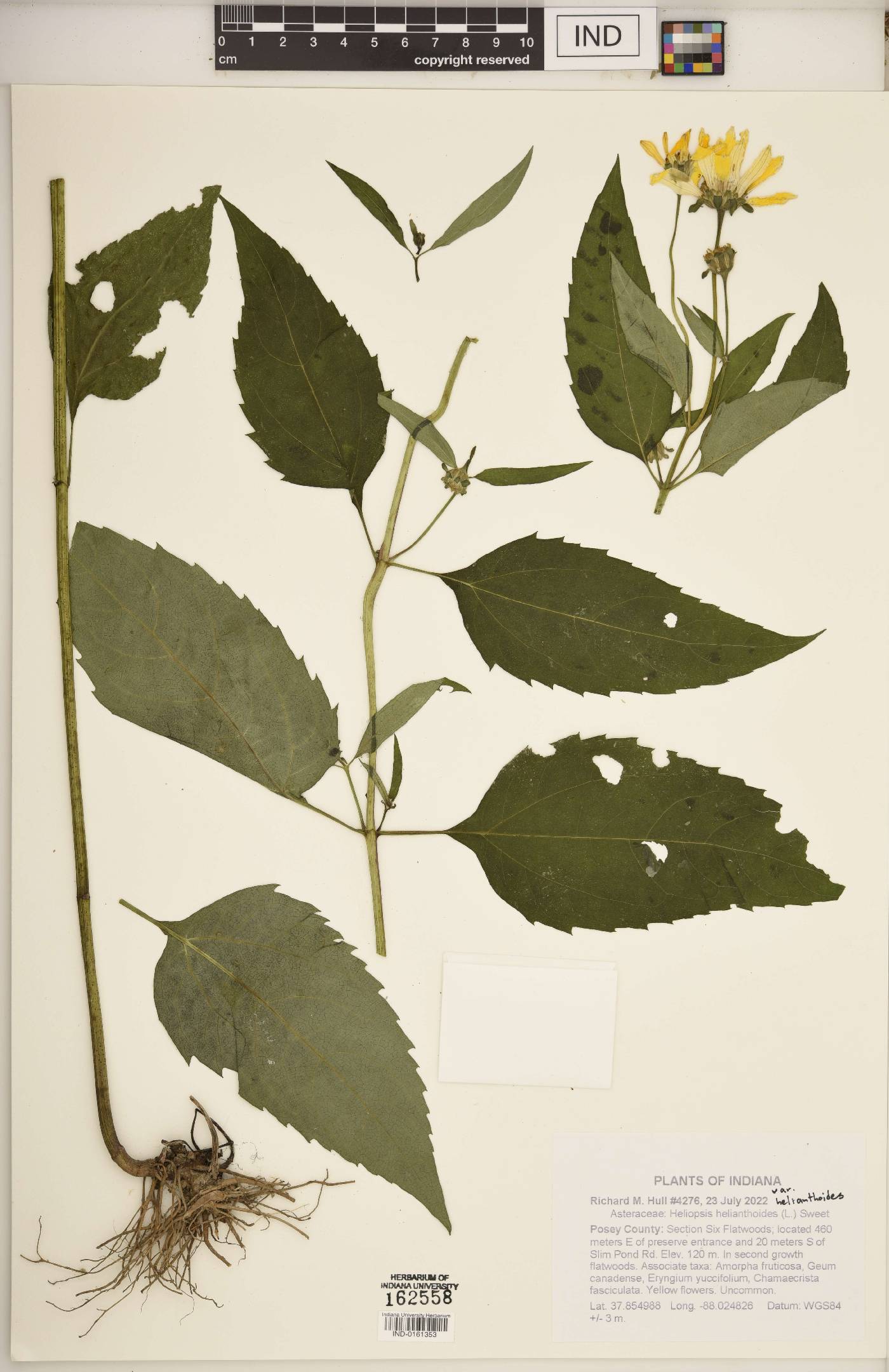 Heliopsis helianthoides var. helianthoides image