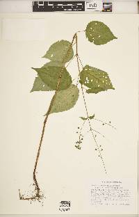 Circaea canadensis image