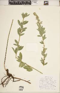 Lespedeza capitata image