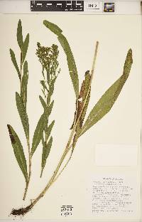 Solidago riddellii image