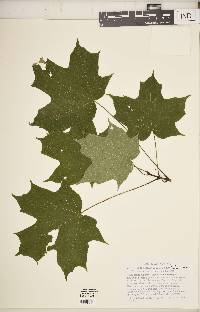 Acer saccharum var. saccharum image