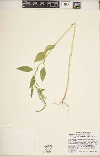 Amaranthus tuberculatus image