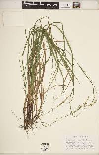 Carex virescens image