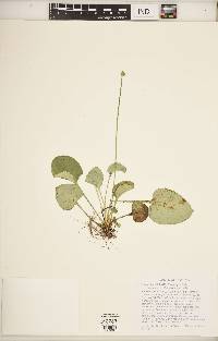 Parnassia glauca image