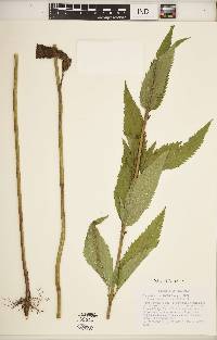 Verbena hastata image