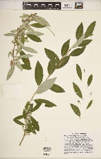 Elaeagnus umbellata image