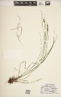 Carex swanii image