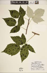 Rubus occidentalis image