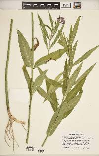 Asclepias incarnata subsp. incarnata image