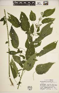 Urtica gracilis image