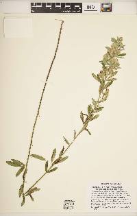 Lespedeza capitata image