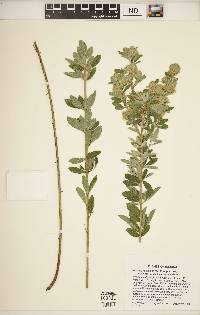 Lespedeza capitata image