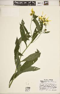 Verbesina alternifolia image