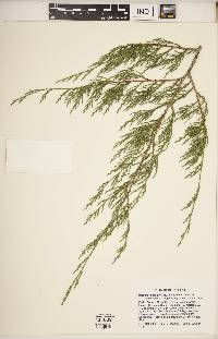 Juniperus virginiana var. virginiana image