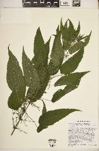 Urtica gracilis image