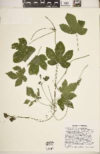 Humulus japonicus image