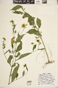 Rudbeckia hirta var. hirta image