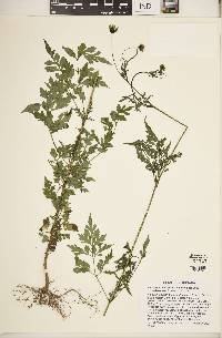 Bidens bipinnata image