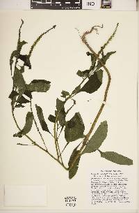 Heliotropium indicum image