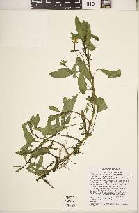 Ludwigia peploides subsp. glabrescens image