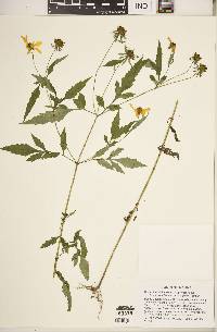 Bidens aristosa image