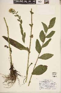 Solidago rigida image