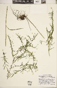 Symphyotrichum racemosum image