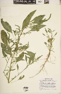 Amaranthus tuberculatus image