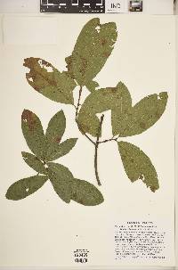 Quercus imbricaria image