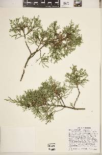 Juniperus virginiana var. virginiana image