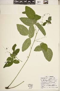 Desmodium glabellum image