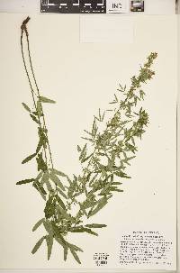 Lespedeza virginica image