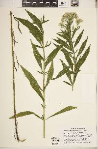 Eupatorium altissimum image