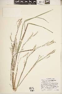 Schizachyrium scoparium var. scoparium image