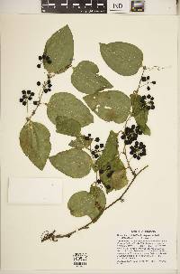 Smilax tamnoides image