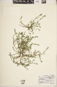 Polygonum aviculare subsp. depressum image