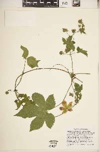 Humulus japonicus image