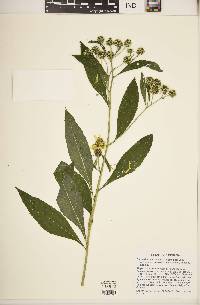 Verbesina alternifolia image