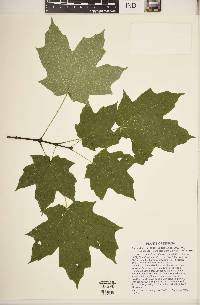 Acer saccharum var. saccharum image