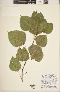 Populus deltoides subsp. deltoides image