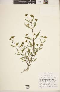 Bidens tripartita image