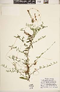 Cuscuta campestris image